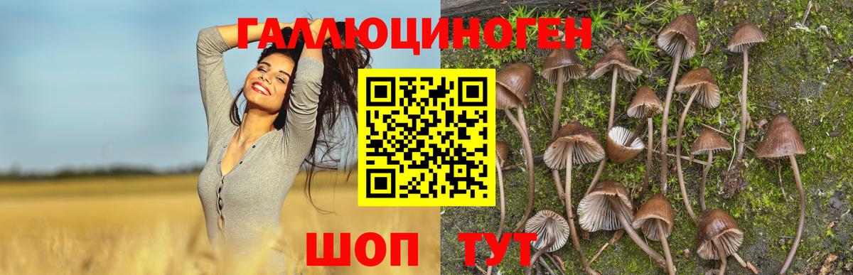 Псилоцибиновые грибы MAGIC MUSHROOMS  Вход с VPN  Петропавловск-Камчатский 